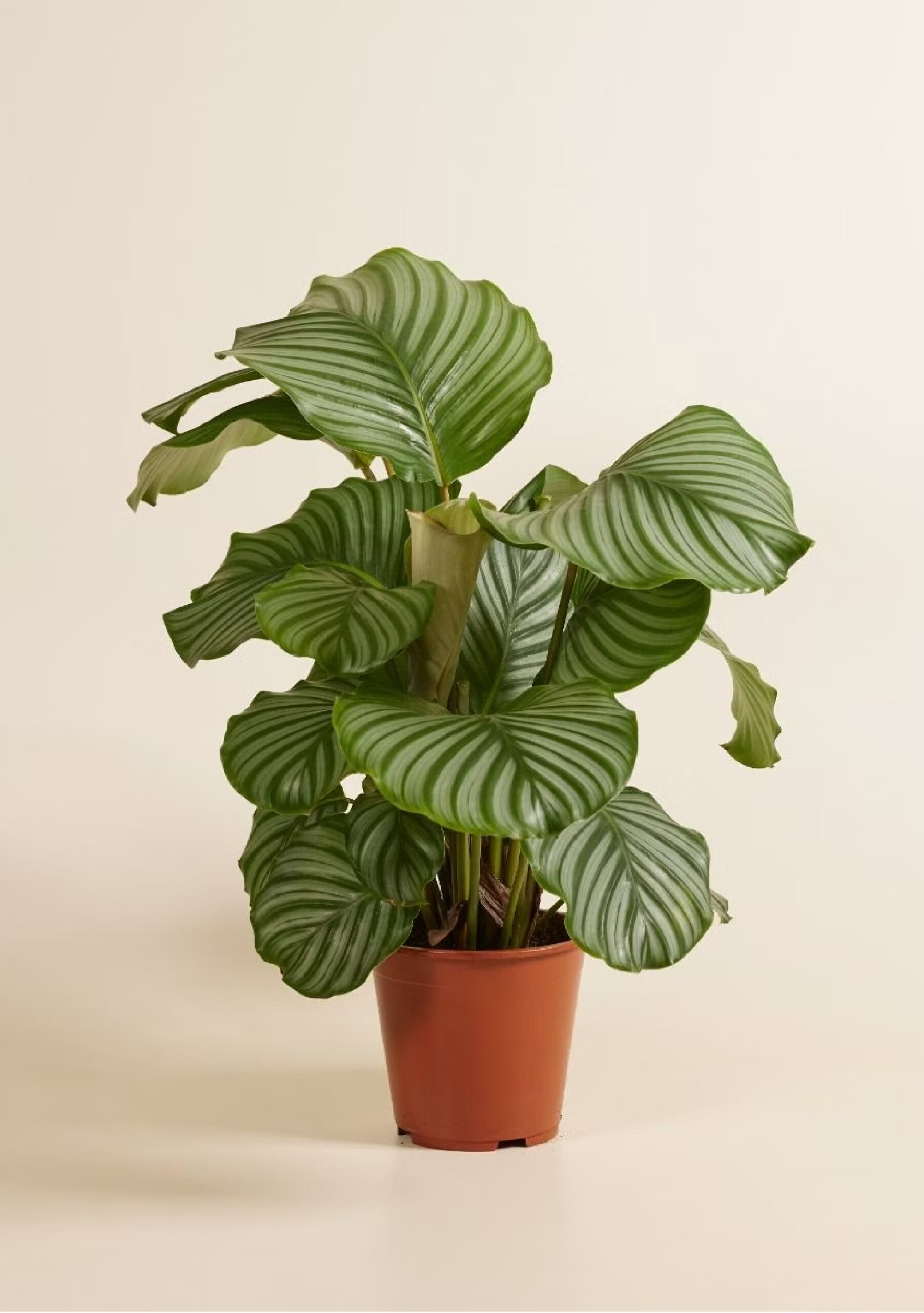 Plant Calathea Orbifolia